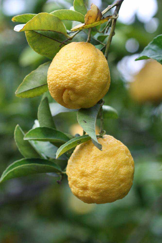            Fruit (Limoneira, Riverside, CA)   